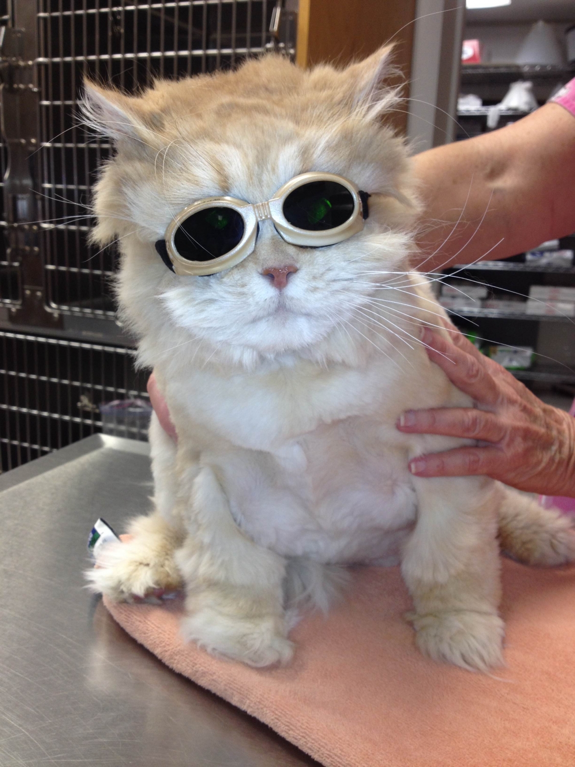 Cat with Laser Therapy Glasses