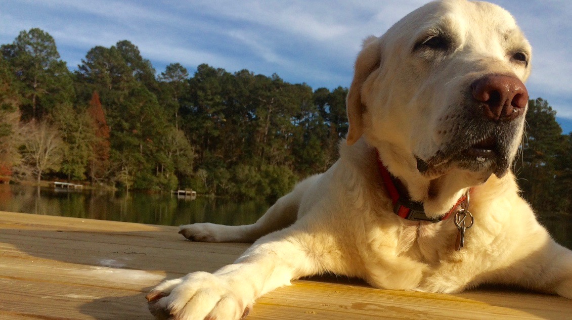 Dog enjoying sunshine