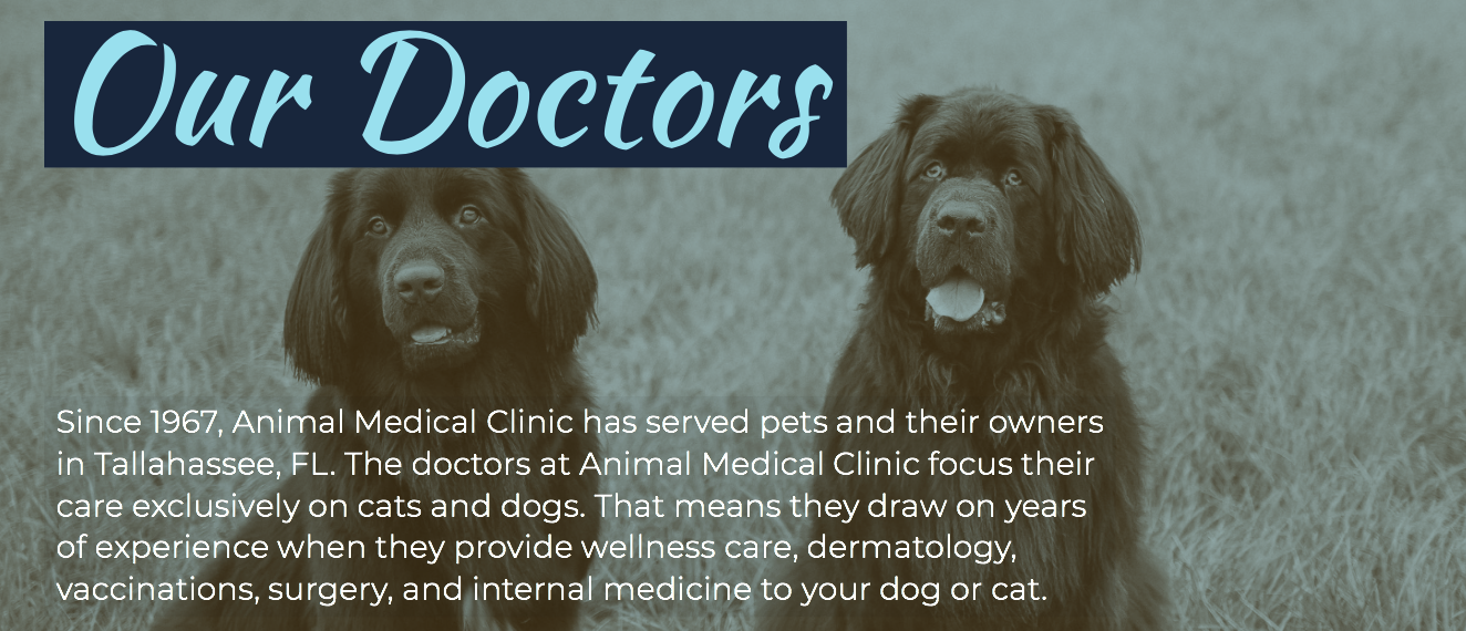 Meet Our Veterinarians In Tallahassee Fl
