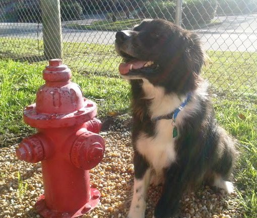Captain by a Fire Hydrant