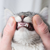 dental